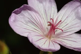 Geranium Viscosissimum