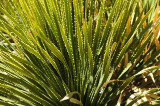 Backlit Yucca