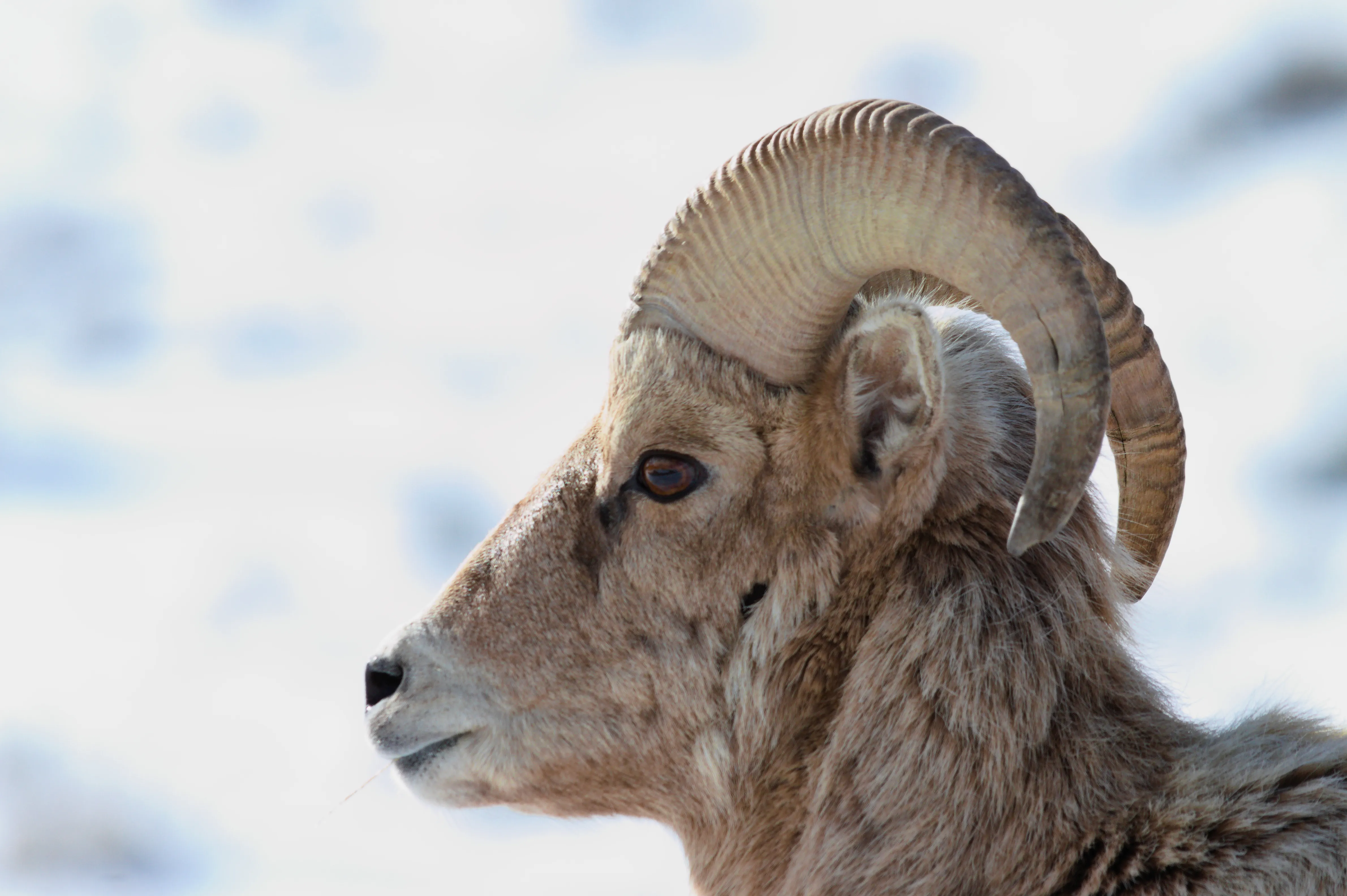 Bighorn Sheep portrait