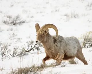 Bighorn Sheep Ram