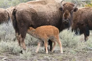 Bison cow and calf, Yellowstone