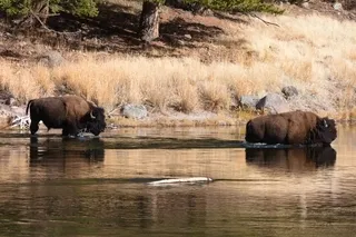 Bison crossing Madison River
