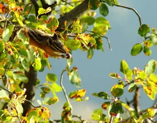 Chipmunk reaching for berry