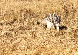 Coyote in Yellowstone