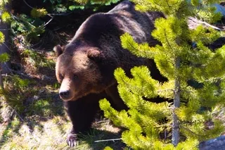 Grizzly Bear boar