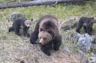 Grizzly Bear sow and cubs