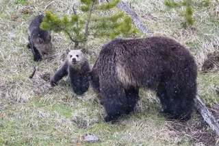 Grizzly Bear sow and cubs