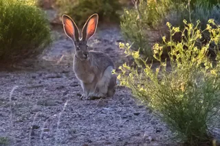 Antelope Jackrabbit