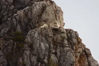 Rocky Mountain Goat on Cliff
