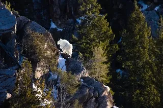 Rocky Mountain Goat climbing rocks