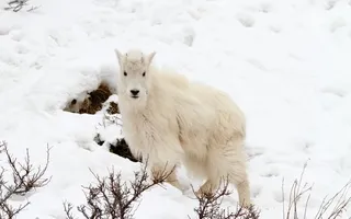 Rocky Mountain Goat Kid