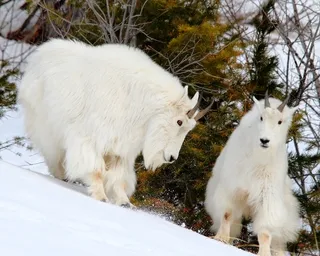 Rocky Mountain Goats