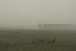 Elk cow and calves