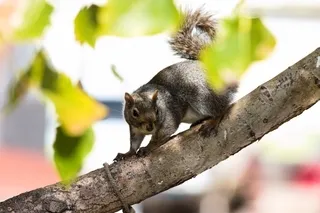 Squirrel on tree branch